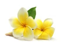 tahitian-flower-deko